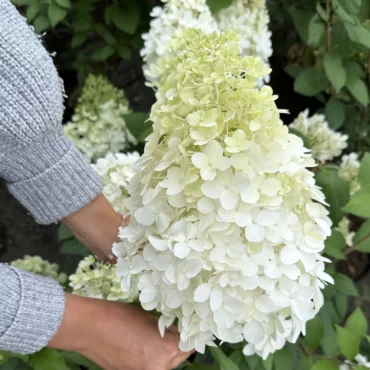 Hortenzia metlinatá ‘Hercules’ (Hydrangea paniculata ‘Hercules’)