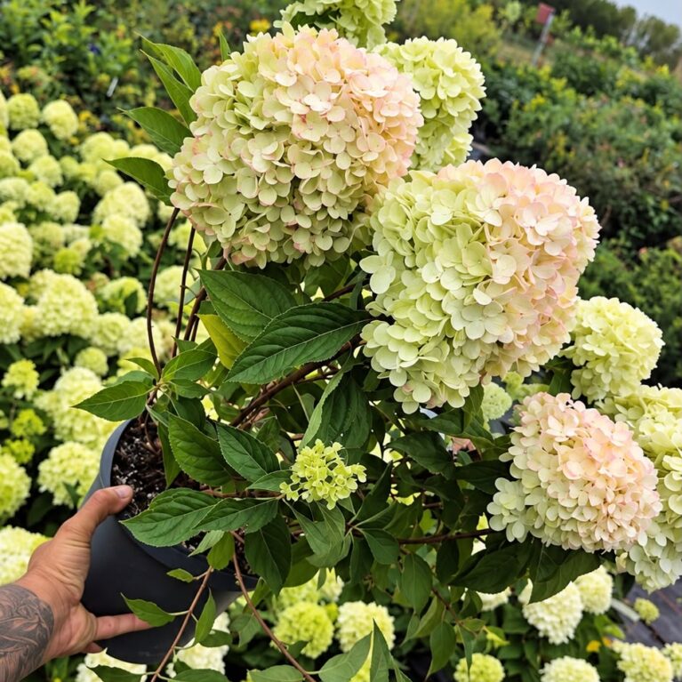 Hortenzia metlinatá ‘Limelight’ (Hydrangea paniculata ‘Limelight’)