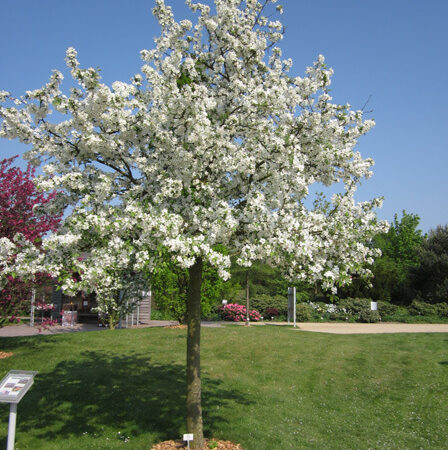 Okrasná jabloň ‘Evereste’ (Malus ‘Evereste’)