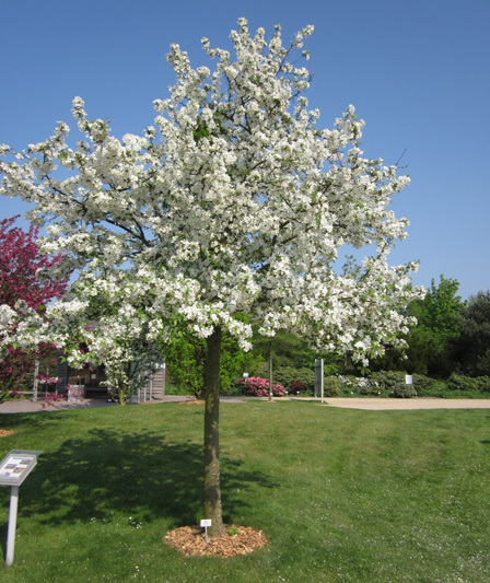 Okrasná jabloň ‘Evereste’ (Malus ‘Evereste’)