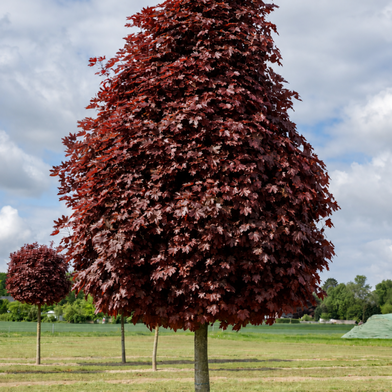 Javor mliečny ‘Crimson Sentry’ (Acer platanoides ‘Crimson Sentry’)