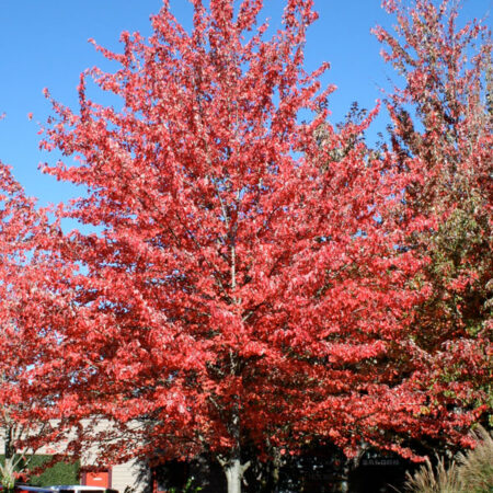 Javor červený ‘Red Sunset’ – viackmeň (Acer rubrum ‘Red Sunset’)