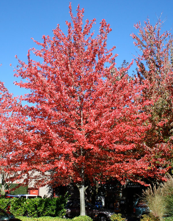 Javor červený ‘Red Sunset’ – viackmeň (Acer rubrum ‘Red Sunset’)