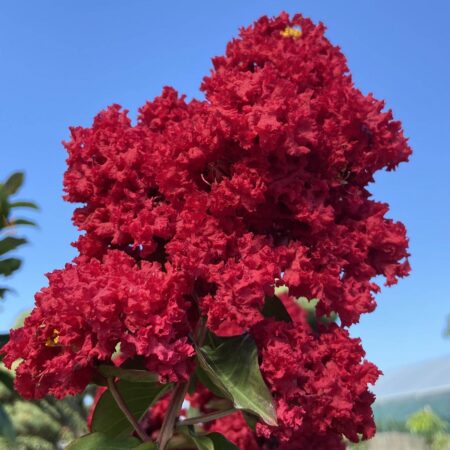 Myrta krepová ‘Dynamite’ na kmienku (Lagerstroemia indica ‘Dynamite’)