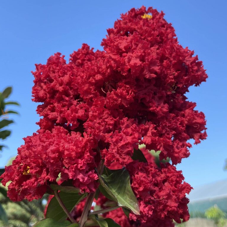 Myrta krepová ‘Dynamite’ na kmienku (Lagerstroemia indica ‘Dynamite’)