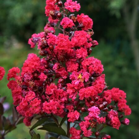 Myrta krepová ‘Double Feature’ (Lagerstroemia indica ‘Double Feature’)
