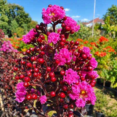 Myrta krepová ‘Raspberry Sorbet’ (Lagerstroemia indica ‘Raspberry Sorbet’)