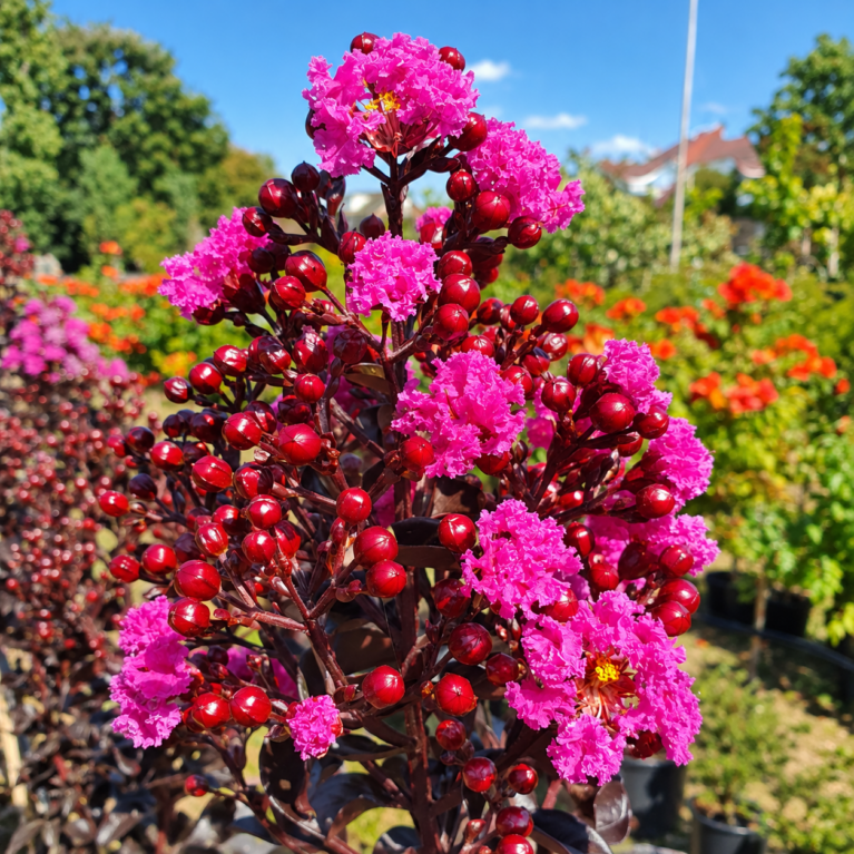 Myrta krepová ‘Raspberry Sorbet’ (Lagerstroemia indica ‘Raspberry Sorbet’)
