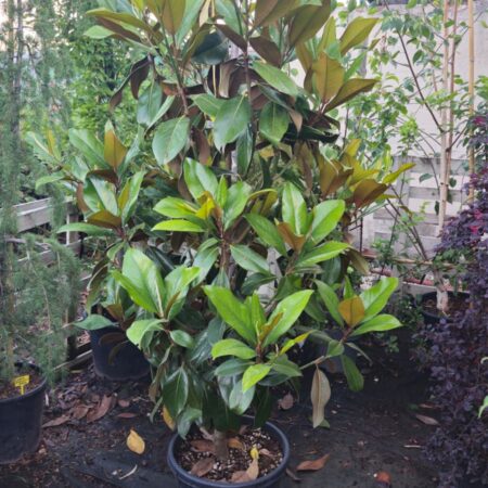 Magnolia grandiflora Galissoniere