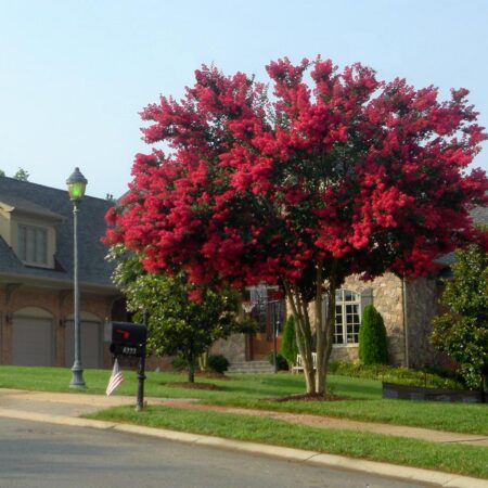 Myrta krepová ‘Dynamite’ – viackmeň (Lagerstroemia indica ‘Dynamite’)