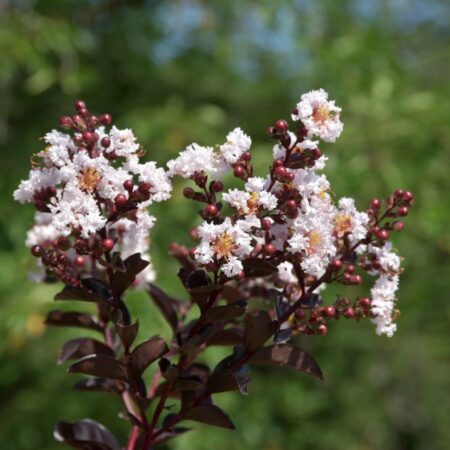 Myrta krepová ‘Coconut Sorbet’ (Lagerstroemia indica ‘Coconut Sorbet’)