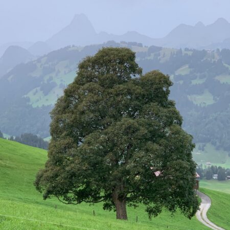 Javor platanolistý (Acer pseudoplatanus)