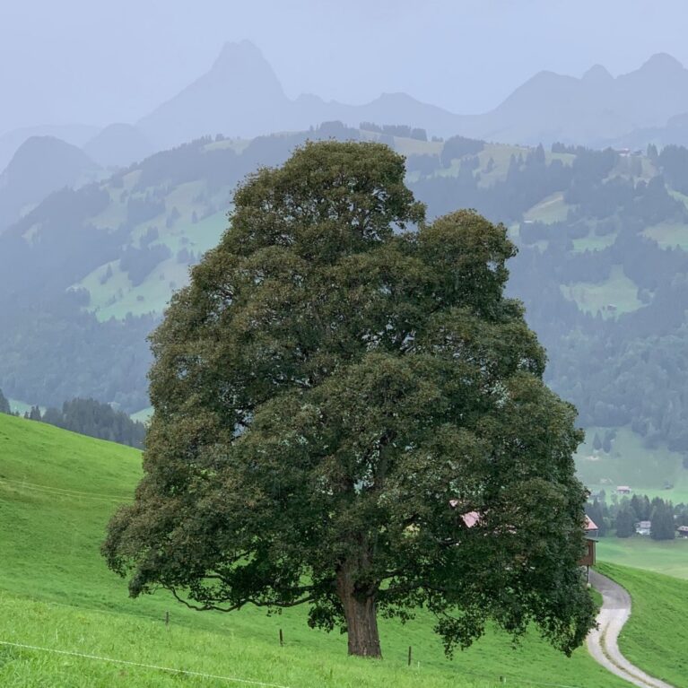 Javor platanolistý (Acer pseudoplatanus)