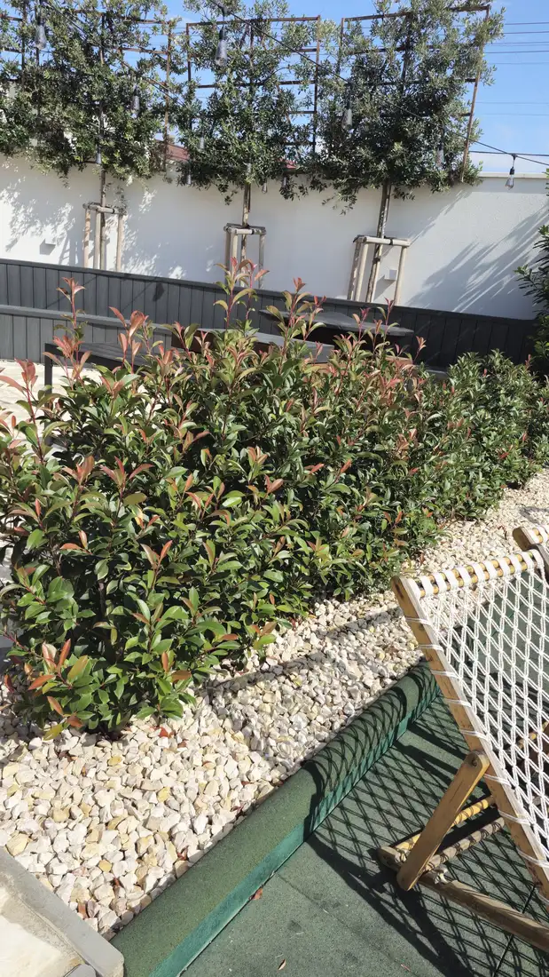 Photinia pri terase, špalier nad múrom