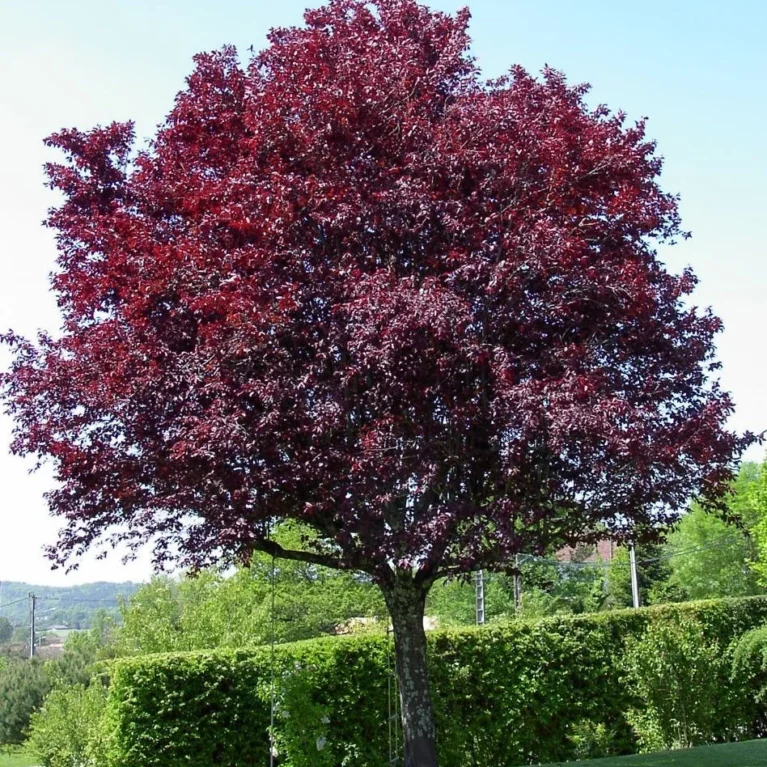 Okrasná slivka ‘Nigra’ (Prunus cerasifera ‘Nigra’)