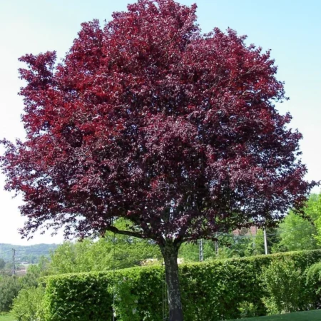 Slivka čerešňoplodná ‘Pissardii Nigra’ (Prunus cerasifera ‘Pissardii Nigra’)