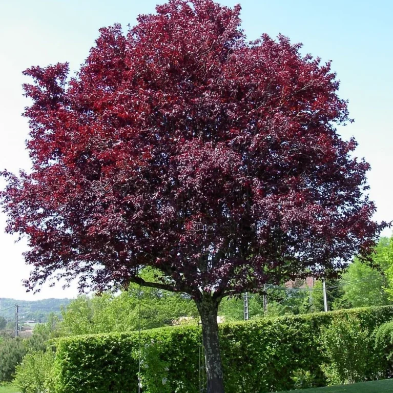Slivka čerešňoplodná ‘Pissardii Nigra’ (Prunus cerasifera ‘Pissardii Nigra’)