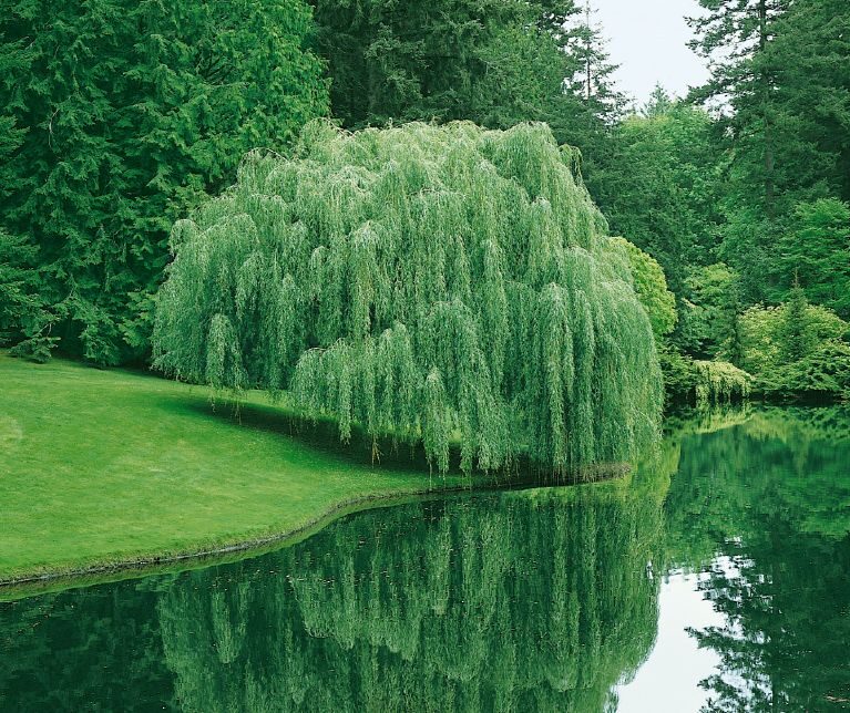 Vŕba biela ‘Tristis’ (Salix alba ‘Tristis’)