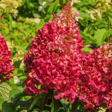 Hortenzia metlinatá ‘Wim’s Red’ (Hydrangea paniculata ‘Wim’s Red’)